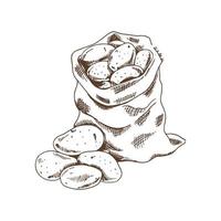 vuile rauwe aardappelen in de zak. eco voedsel vintage vectorillustratie. zetmeel schets illustratie voor print, web, mobiel en infographics geïsoleerd op een witte achtergrond. vector