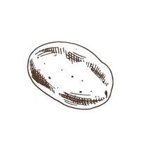 vector schets van verse biologische aardappel. hand getekende illustratie. geweldig voor label, poster, print.