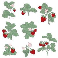 set grote lijn illustratie aardbeienstruik met bessen en bloei vector