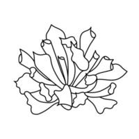 sappige echeveria in doodle stijl, vectorillustratie. woestijnbloem voor print en design. schets Mexicaanse plant, grafisch geïsoleerd element op een witte achtergrond. kamerplant voor decor interieur vector