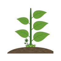 plant iv plat veelkleurig pictogram vector