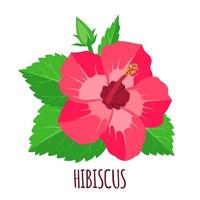 hibiscus bloem pictogram in vlakke stijl geïsoleerd op een witte achtergrond. ayurvedische geneeskrachtige plant. tropische exotische bloem. vectorillustratie. vector