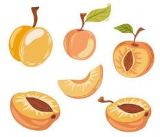 abrikoos fruit set. rijpe tuinplant heel en half stuk met steel en pit. sappig natuurlijk gezond boerderijfruit, biologische productie. vector cartoon illustratie geïsoleerd op een witte achtergrond