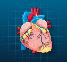 menselijk inwendig orgaan met hart vector
