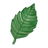 aquarel aardbei blad isoleren. groen verlof op witte achtergrond. vector illustratie