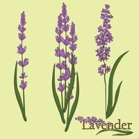 lavendel. illustratie van een plant in een vector met bloemen voor gebruik bij het decoreren, het maken van boeketten, het koken van medicinale en kruidenthee.