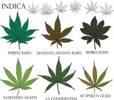 soorten onkruid. illustratie van verschillende indica cannabisbladeren in kleur en zwarte omtrek voor gebruik in de geneeskunde en cosmetologie. vector