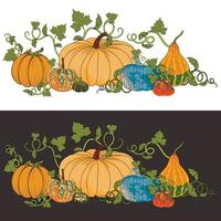 twee illustraties van pompoenen voor halloween en thanksgiving day op een witte en donkere kleuren. achtergrond voor herfstbeurzen met verschillende soorten pompoenen. vector