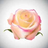 realistische roos van hoge kwaliteit vectorillustratie vector