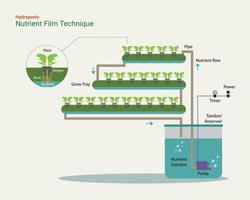 illustratie van hydrocultuur met behulp van voedingsfilmtechniek nft vector