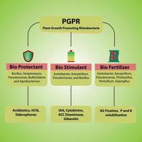 de rol en het werkingsprincipe van pgpr-plantengowth die rhizobacteriën bevordert; vector