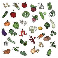 schets groenten. vintage handgetekende tuin groente collectie. wortelen broccoli aardappelsalade champignon landbouw vector set. salade en wortel, schets paddestoelillustratie