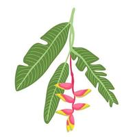 heliconia bihai bladeren en bloemen. bloeiende tropische bloem. exotische zomerplant. voor kaart posters patronen vector illustraties.