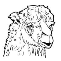 tekening van alpaca portret. vector