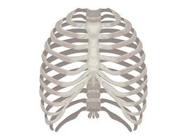 element calcium dokter therapie lichaam wetenschap cartoon anatomie chirurgie biologie bot schedel skelet plat vector
