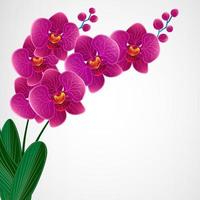 bloemdessin achtergrond. orchidee bloemen. vector