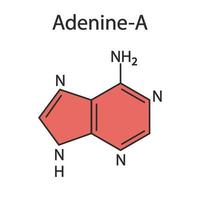 molecuul van adenine-purinebase. de basis is aanwezig in dna en rna. medische illustratie. vector