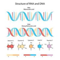 structuur van dna. medische kaart. vector