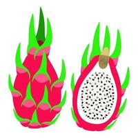 pitaya, drakenfruit vector