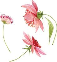 set aquarel illustraties van roze bloemen. vector