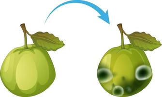 oneetbare ontbonden guave met schimmel vector