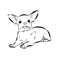 chihuahua vector schets