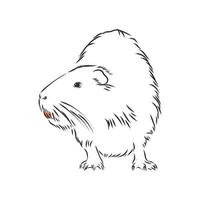 nutria vector schets