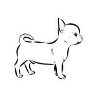 chihuahua vector schets