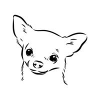 chihuahua vector schets