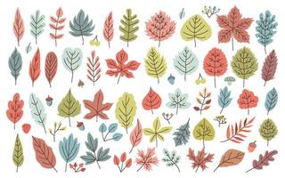 hand getekende set herfstbladeren elementen pictogram objecten, vector illustratie set met kleurrijke eiken, hickories, esdoorns, aspen, berken, beuken en kornoelje bladerena