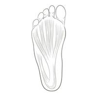 voetzoolillustratie voor biomechanica, schoeisel, schoenconcepten, medische, gezondheids-, massage- en spacentra enz. vector
