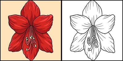 amaryllis bloem kleuren gekleurde afbeelding vector