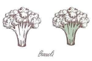 broccoli plantaardige hand getekende vector llustration realistische schets. ecologisch eten. oogst. kleurenafbeelding en zwart-wit overzicht. groente geïsoleerd op een witte achtergrond. cartoon eenvoudige vlakke stijl.