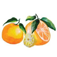 oranje fruit met bladeren, mandarijn en schijfje citroen, citrusvruchtenillustratie vector