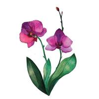 folinopsis orchidee bloem, aquarel op illustratie vector