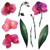 phalaenopsis orchidee tropische bloem illustratie aquarel vector