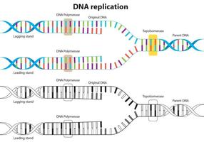 DNA Replicatie Vector Diagram