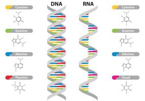 DNA & RNA-vectoren vector