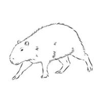 capibara vector schets