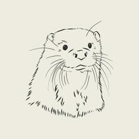 otter vector schets