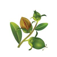 jojoba natuurlijke huidverzorging cosmetische vectorillustratie vector