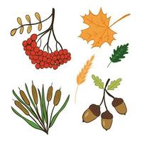 een schattige herfstset van doodles met lijsterbes, eikels, esdoornbladeren, een tak van een dennenboom en riet. Handgetekende vectorillustratie voor wenskaarten, posters en seizoensgebonden ontwerp.