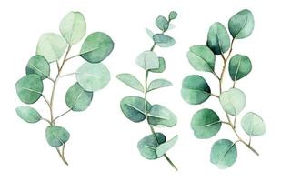 aquarel tekening. set van eucalyptus takken en bladeren. vintage delicate tekening groene eucalyptus bladeren geïsoleerd op een witte achtergrond vector