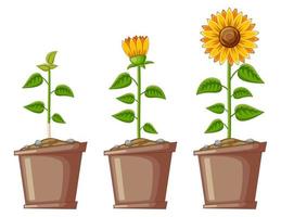 tekenfilm drie potten gevuld met zonnebloemen vector