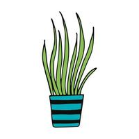 chlorophytum in een pot pictogram hand getrokken. , minimalisme, scandinavisch, doodle, spotprent, sticker, plant, bloem vector