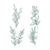 een klassieke handgetekende schets van planten en bladeren in groene kleur vector