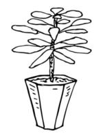 schattige handgetekende kamerplant in een pot clipart. plant illustratie. gezellige huiskrabbel vector