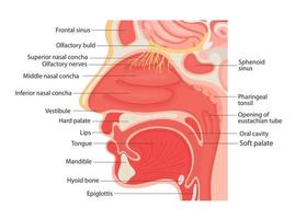illustratie van de anatomie van het menselijke strottenhoofd en de interne keelholte, close-up. vector