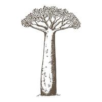 baobab boom illustratie hand getekend in schets stijl. Afrikaanse boom vector