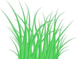 groen gras. het bosgras. vectorillustratie. vector